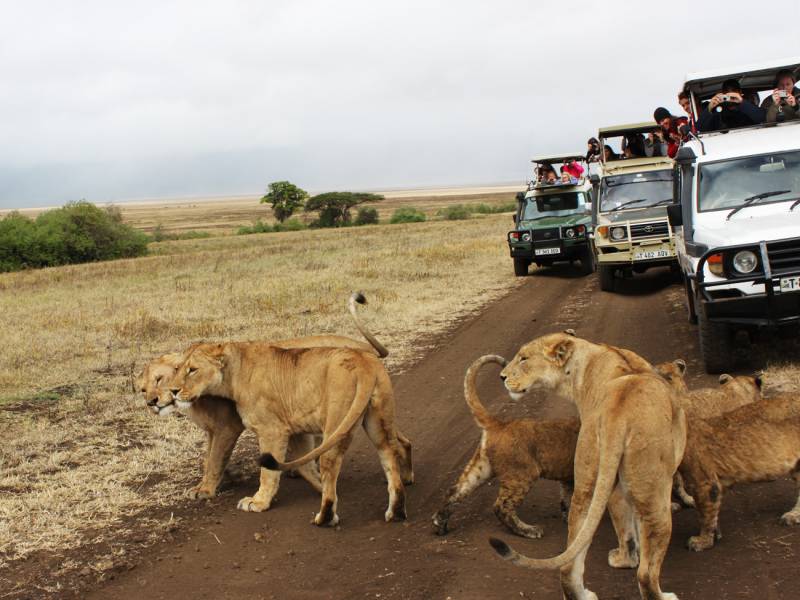 A Kenya & Tanzania Safari