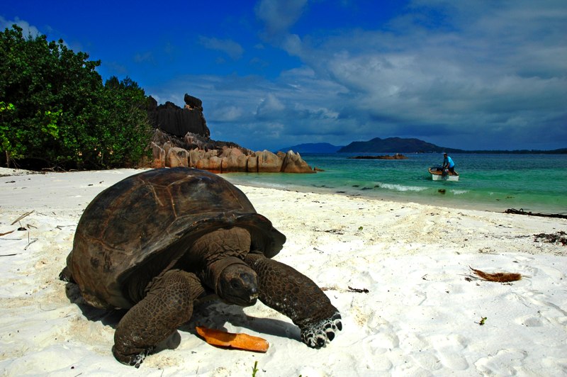 Seychelles-tortoise