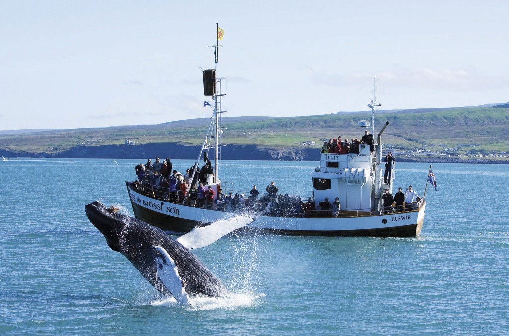Iceland Boat Tours